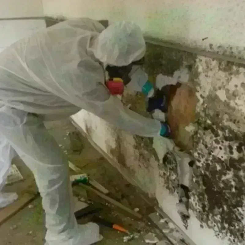 Mold Remediation and Removal in Burleson County, TX